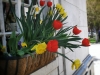 Spring Burlington Flowers 2013 by Heavenly Ryan